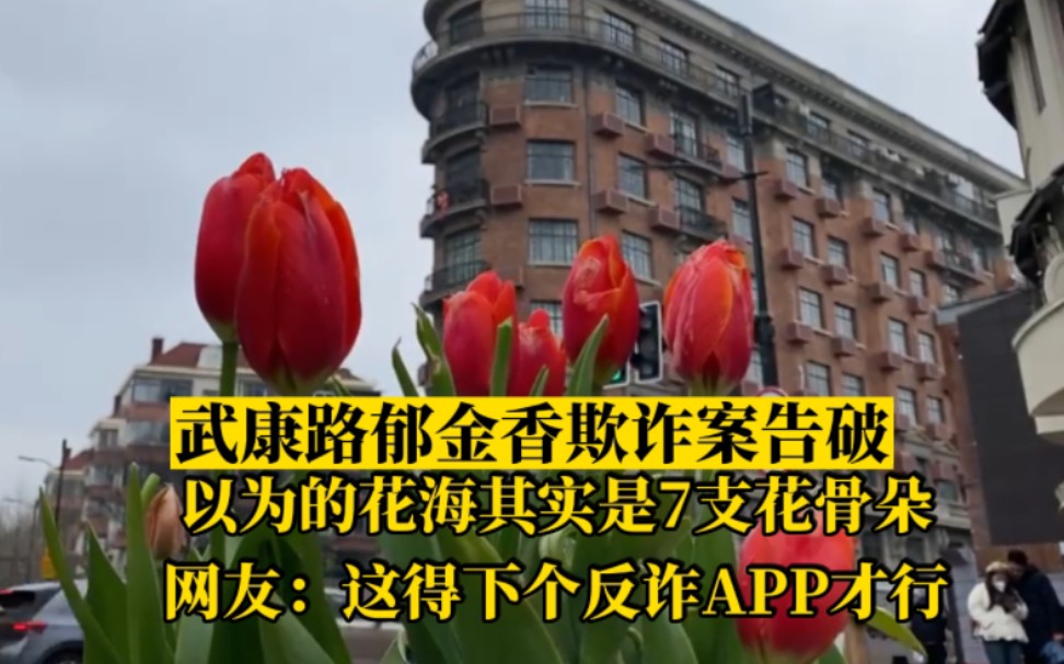 上海武康路郁金香欺诈案告破:以为的花海其实只有7支花骨朵!网友:看来得下个反诈APP哔哩哔哩bilibili