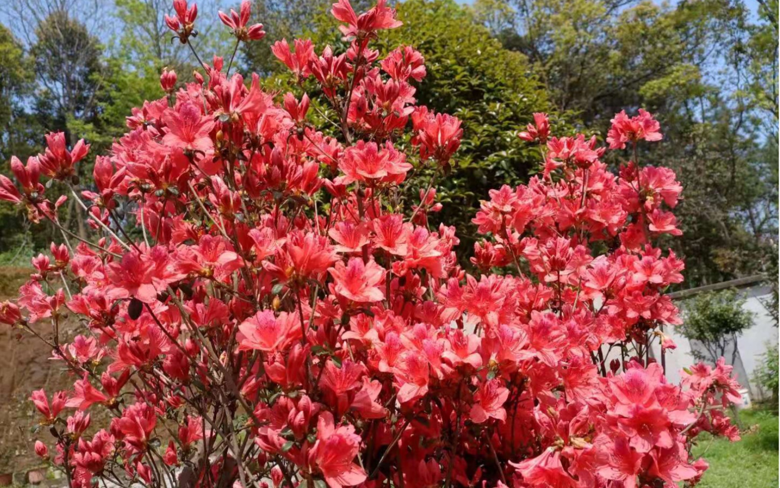 [图]今年的杜鹃花又开了