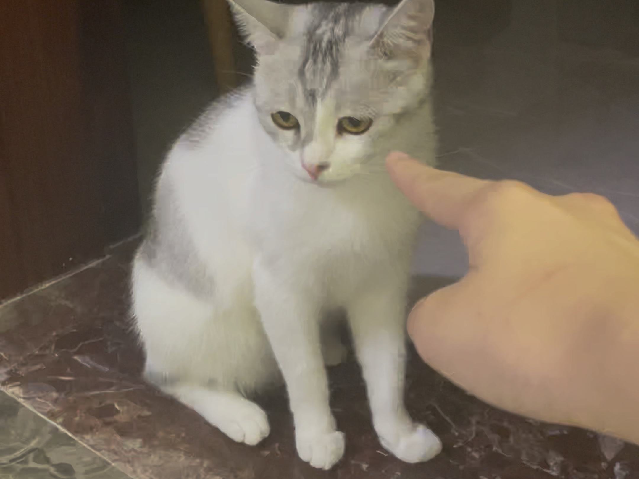 日常猫咪视频短视频