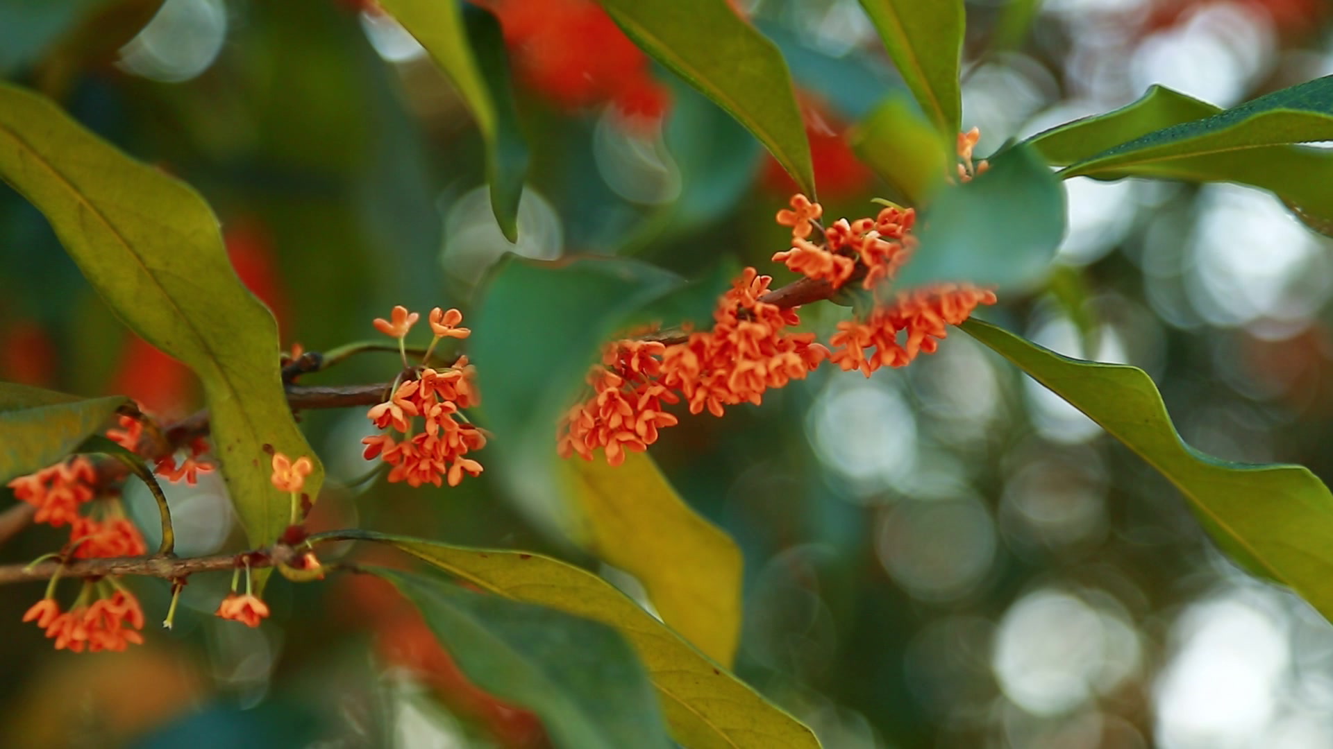 中国丹桂之乡浦城(7)九龙桂