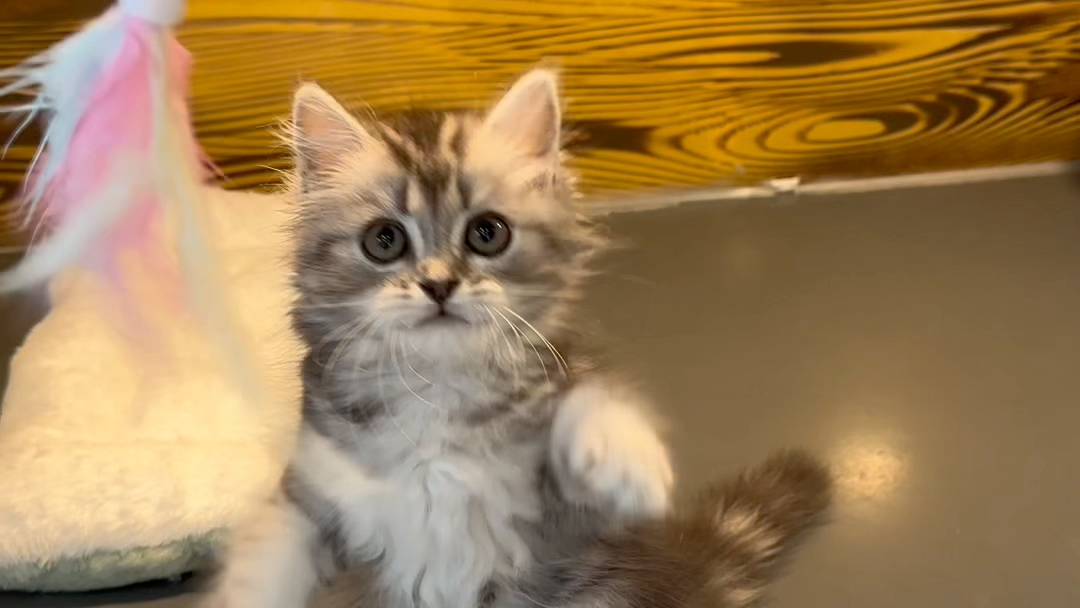 美短长毛虎斑妹妹领养800带回家