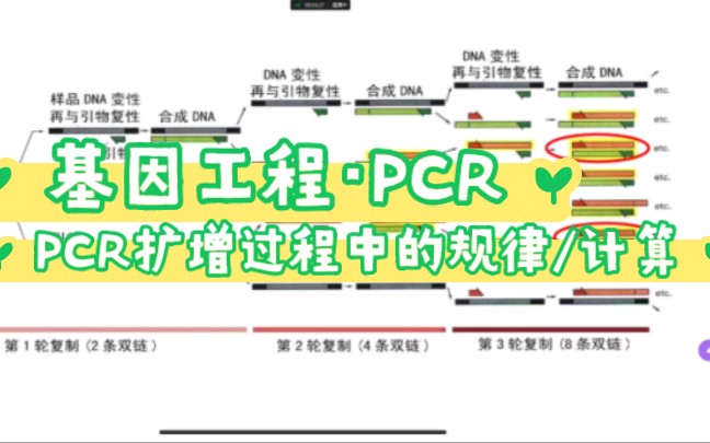 【高中生物ⷥŸ𚥛 工程】PCR扩增过程中的规律/计算讲解(偏自用)哔哩哔哩bilibili