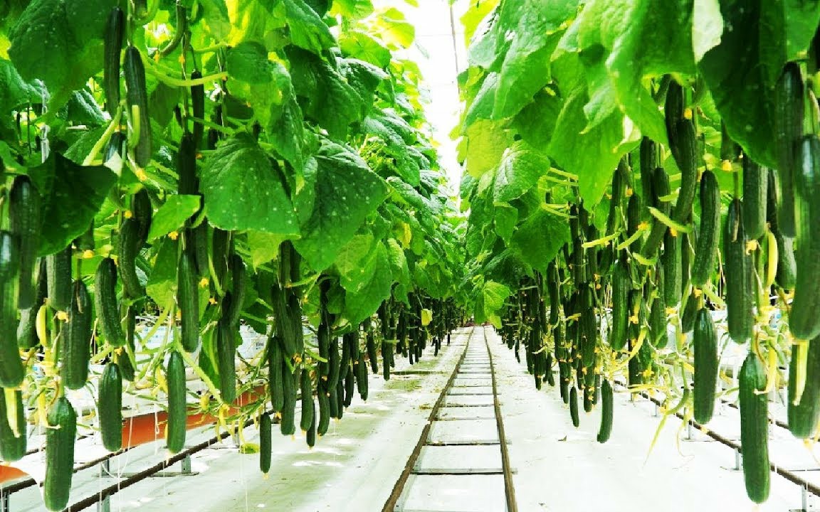 真棒温室黄瓜农场和收获 蔬菜农业科技大棚