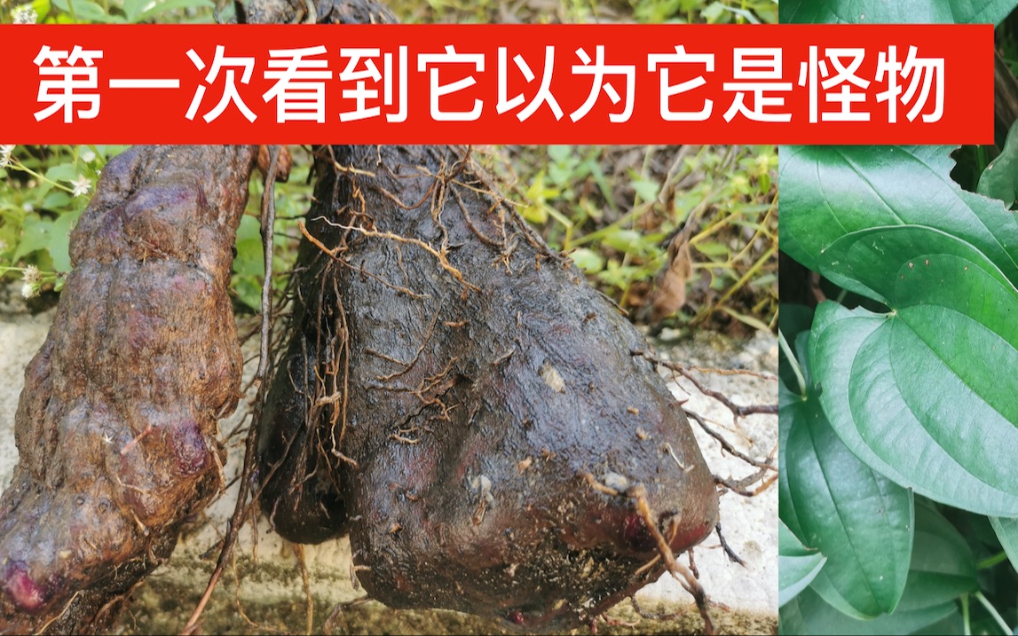 猫尾薯的功效(猫尾薯的功效大揭秘,健康好帮手)