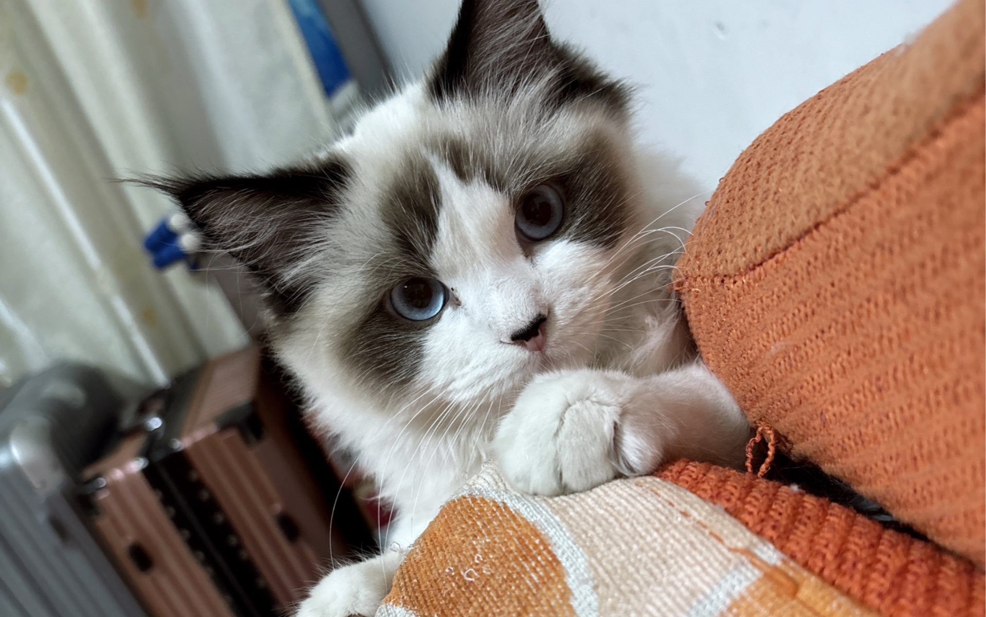 猫咪搞笑视频合集