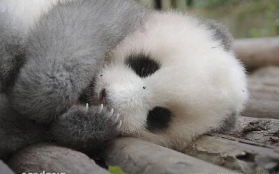 20181025_《大熊猫小包子萌四萌五》三个熊孩子越大越皮,今天萌五加入