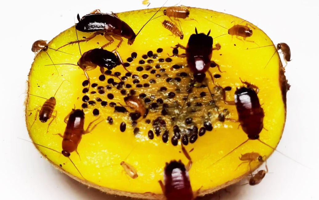 蟑螂吃猕猴桃:延时摄影