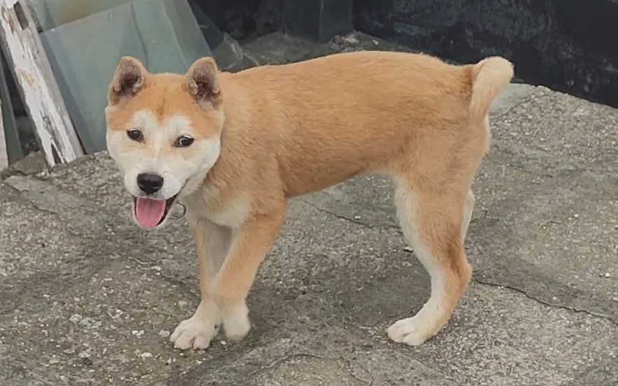 中国土狗秒杀斗狗后,我帮粉丝拿下它的后代,红毛白面小美女