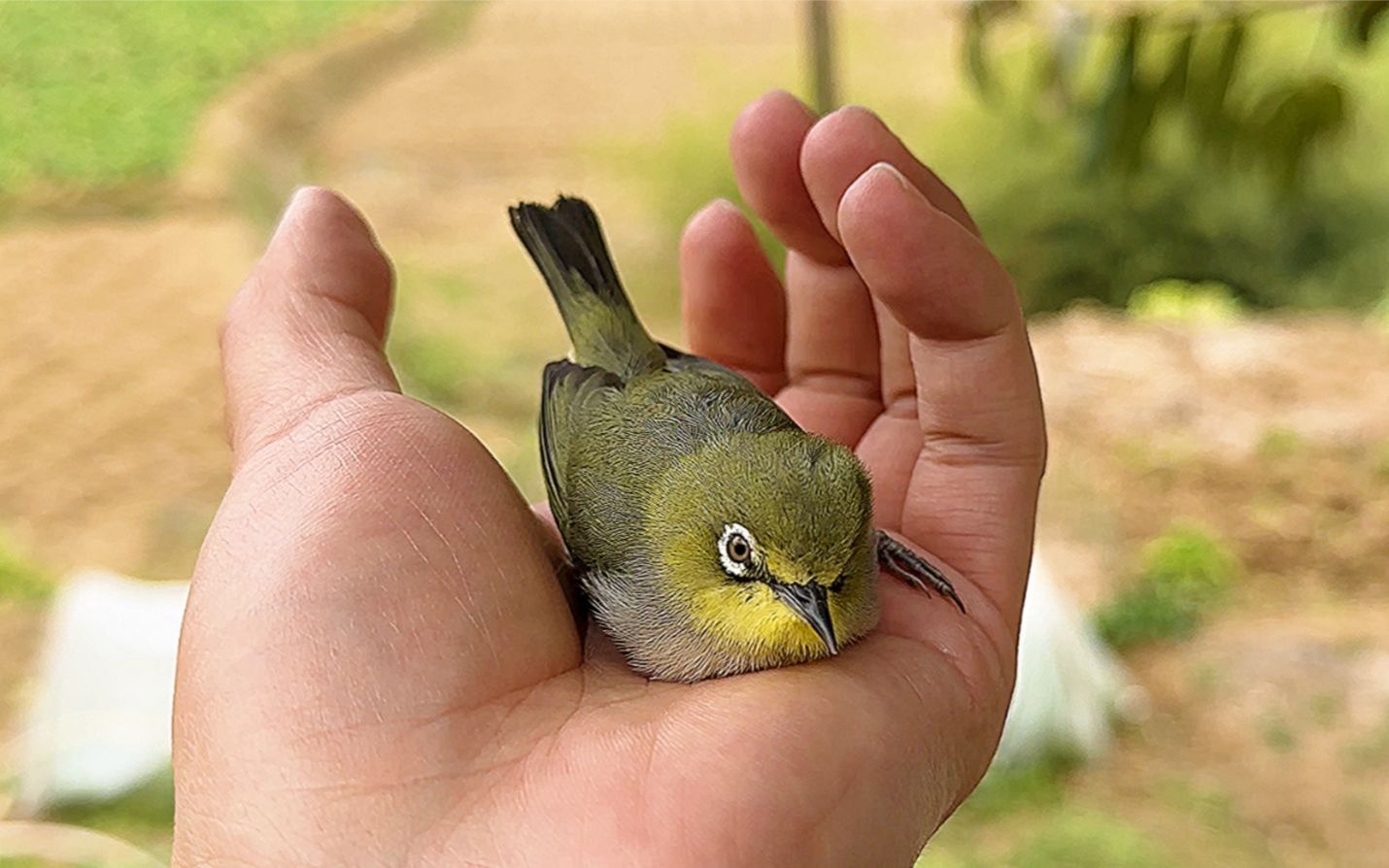 这鸟莫非是小狗变的?趴在手上赶都赶不走