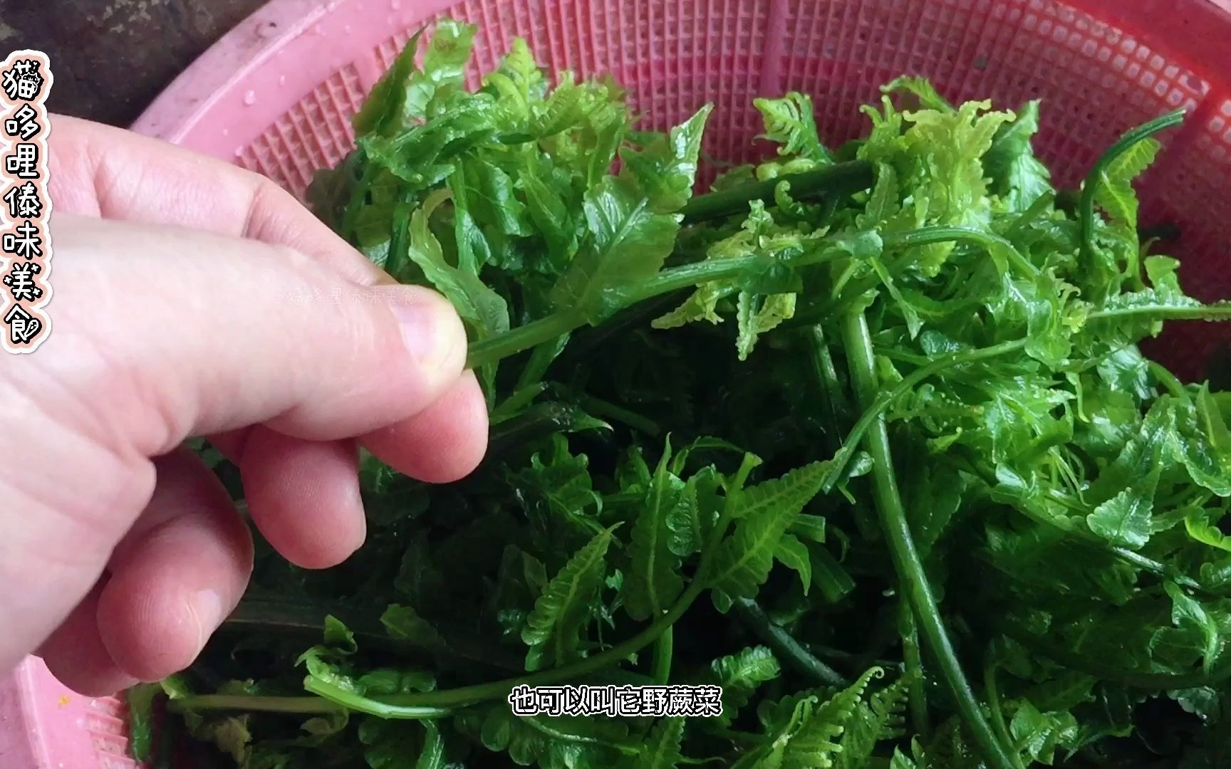 西双版纳傣味美食,傣家人最爱采摘来吃的龙爪菜,纯原生态野菜