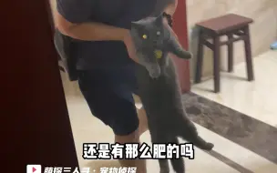 Download Video: 蓝猫3楼坠楼后跑丢，主人自我寻找无果后联系到我们！当天晚上就找到~索性猫咪安全回家并没有任何受伤的地方