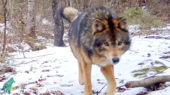 Скачать видео: 樵夫国家公园出现的一只疑似混血狼的犬科动物