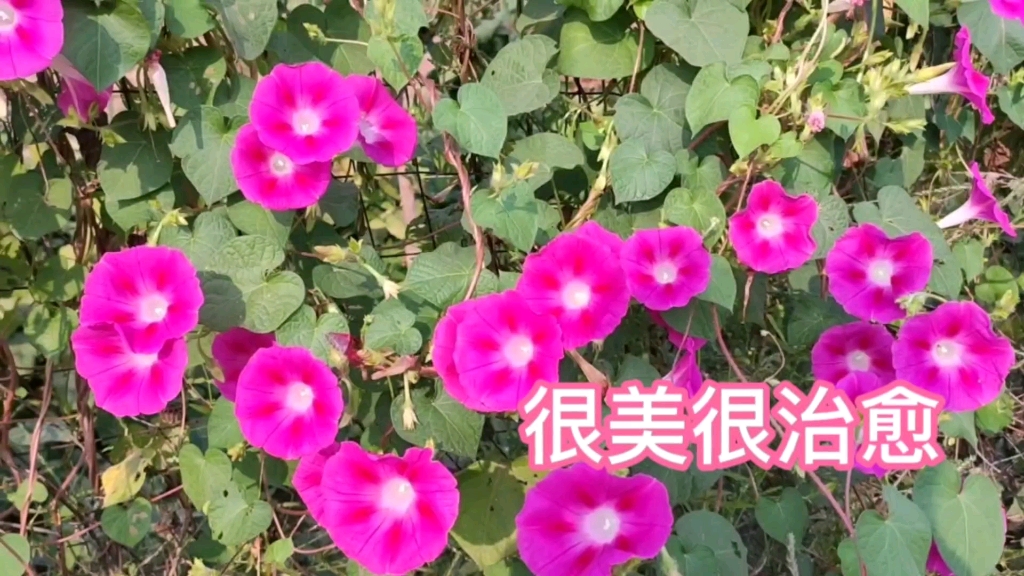 家里养些牵牛花,开花时很美很治愈,关键是太好养哔哩哔哩bilibili