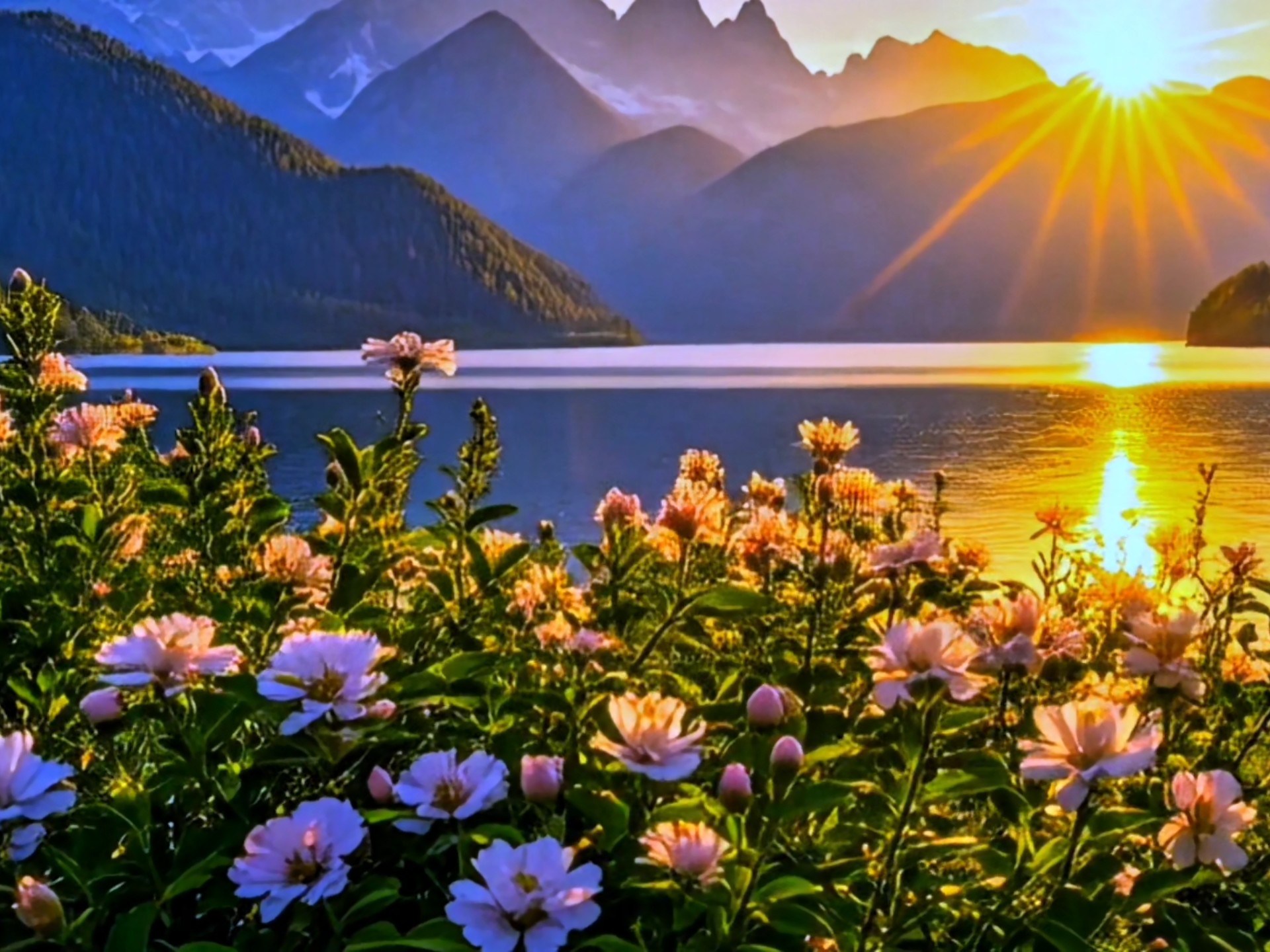 夕阳西下花朵风景素材