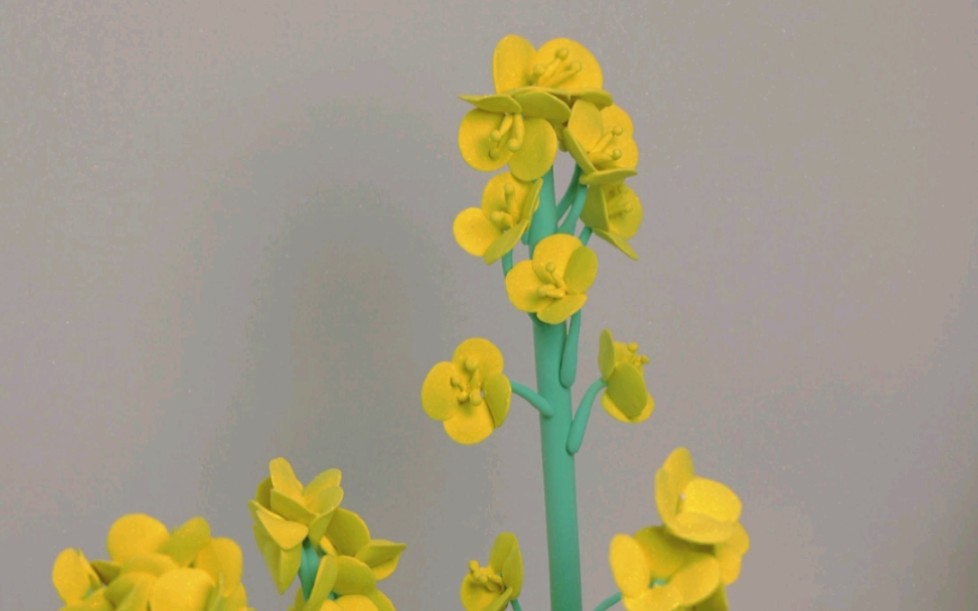 超轻粘土|diy油菜花