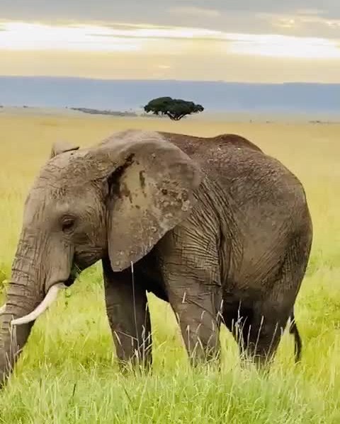 非洲象群在马赛马拉吃草