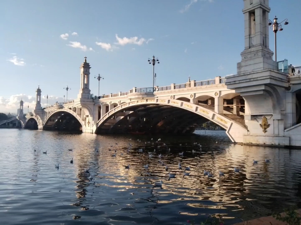 大理兴盛大桥的鸽子回来了