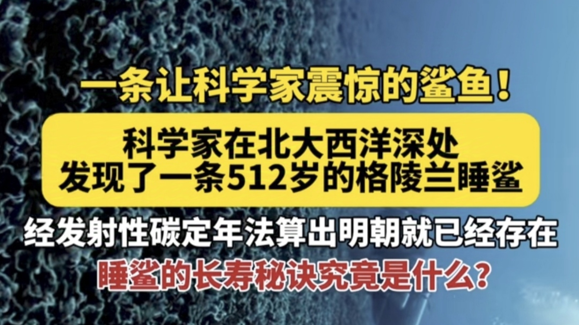 【格陵兰睡鲨】一条被死神遗忘的鲨鱼,足足活了五个多世纪哔哩哔哩bilibili