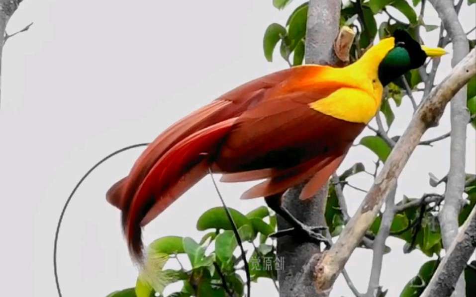 快乐的红极乐鸟#鸟类摄影原创