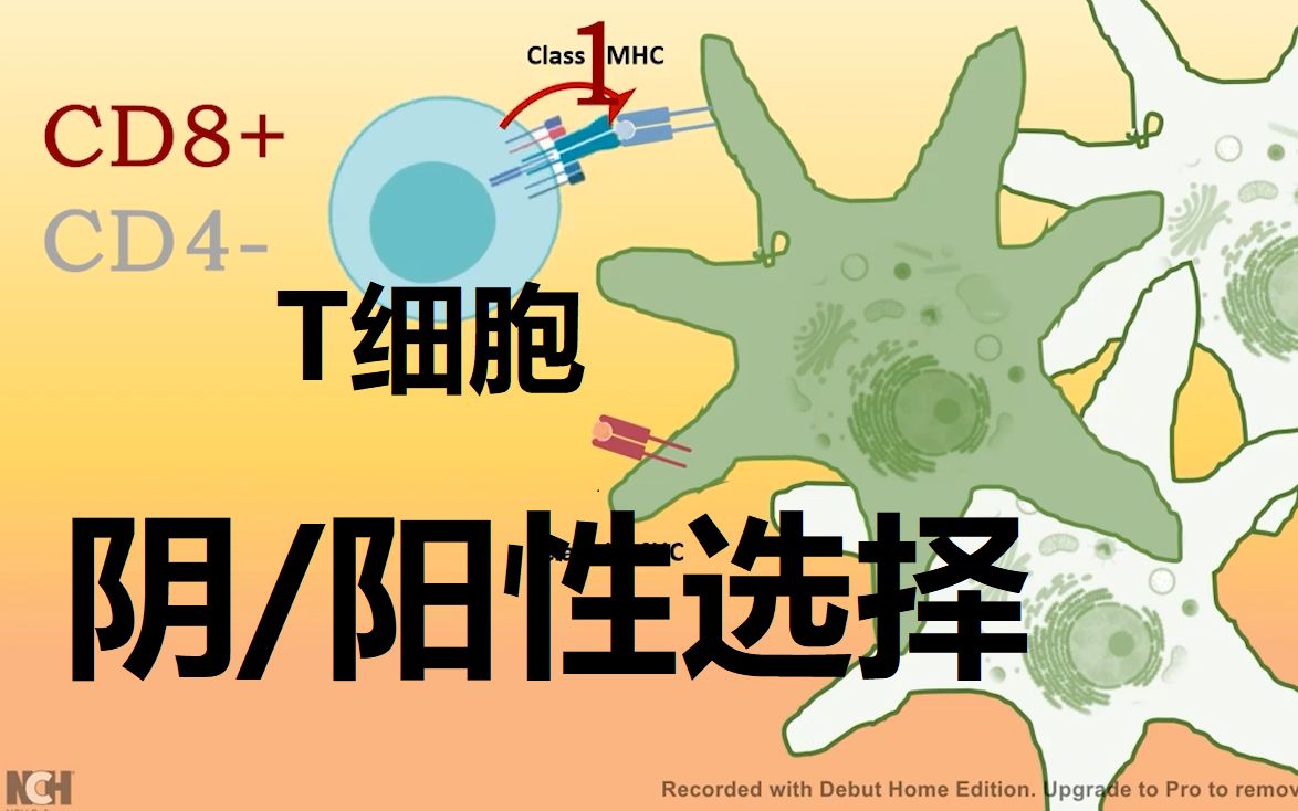 【免疫三分钟】T细胞 阳性选择和阴性选择:免疫细胞如何精准打击入侵者?CD4/CD8与T细胞发育有什么关联?哔哩哔哩bilibili