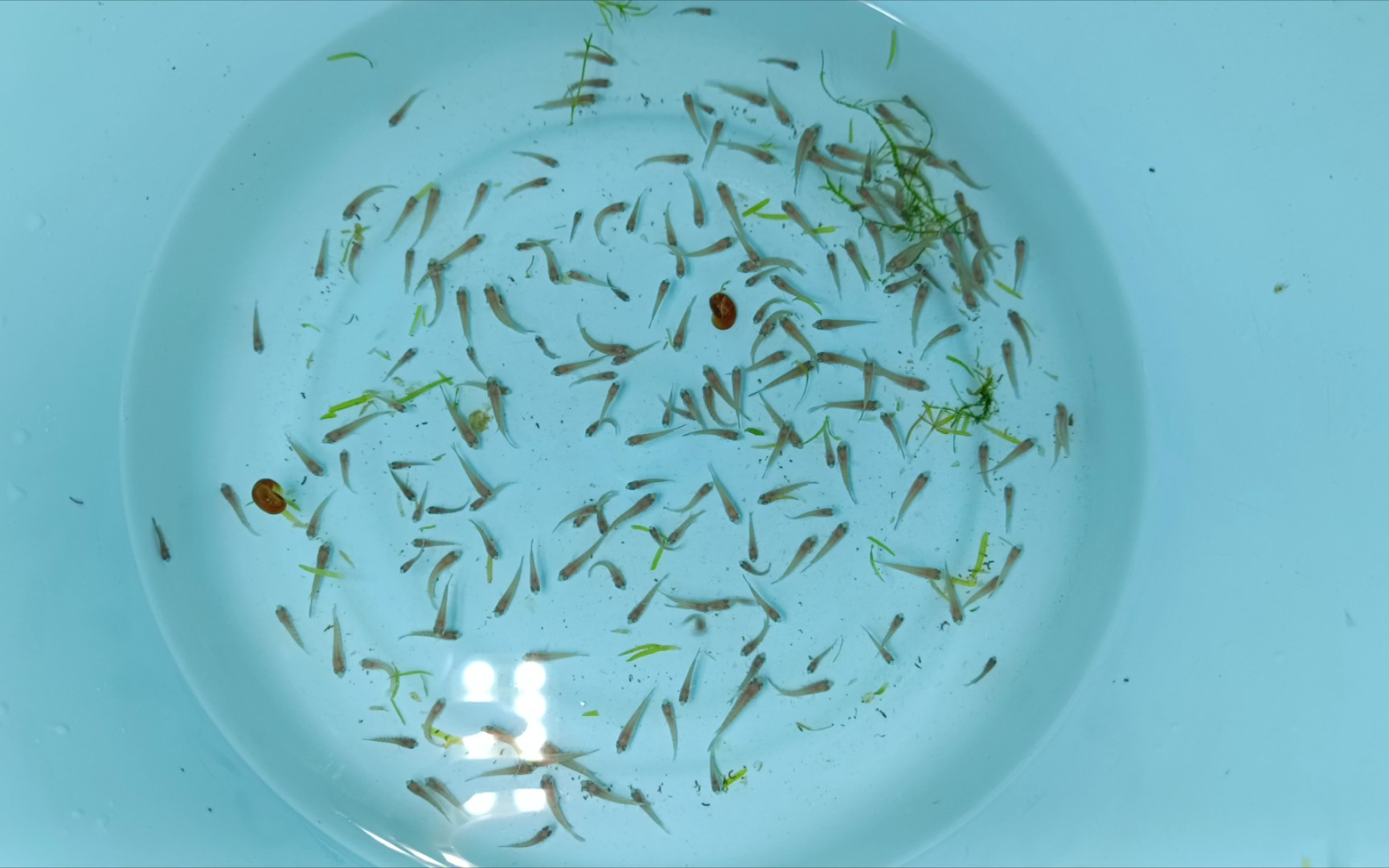 【中国斗鱼苗】出发去新家,苗太多,养不大,送朋友了