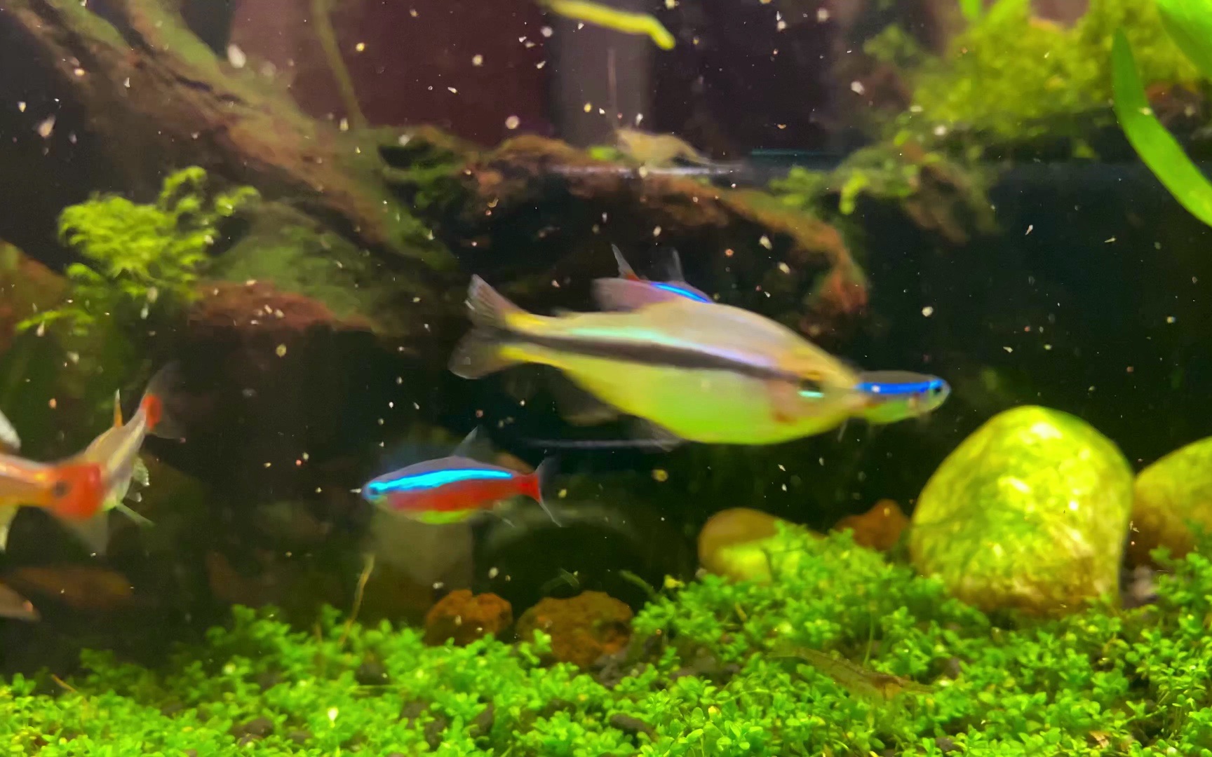 「喂鱼时间」 喂点丰年虾