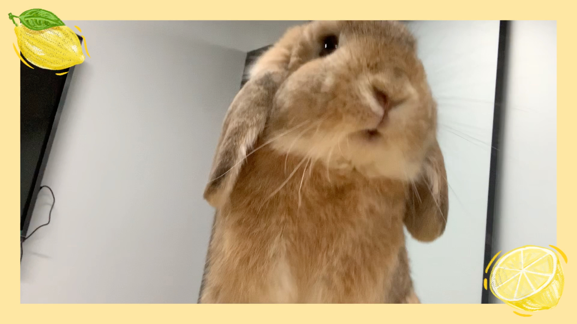 【啵啵日常】今天我们也来个咀嚼音