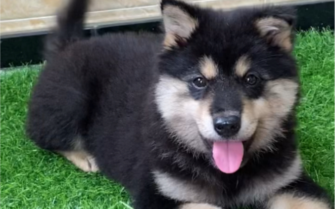 你见过这么漂亮的铁包银土松犬吗?来领养了