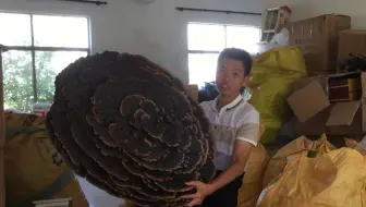 雨伞这么大的灵芝你见过吗？一个就能卖10000块，足足有10斤重，长见识了