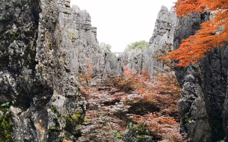 重庆仙女山:红枫石林.