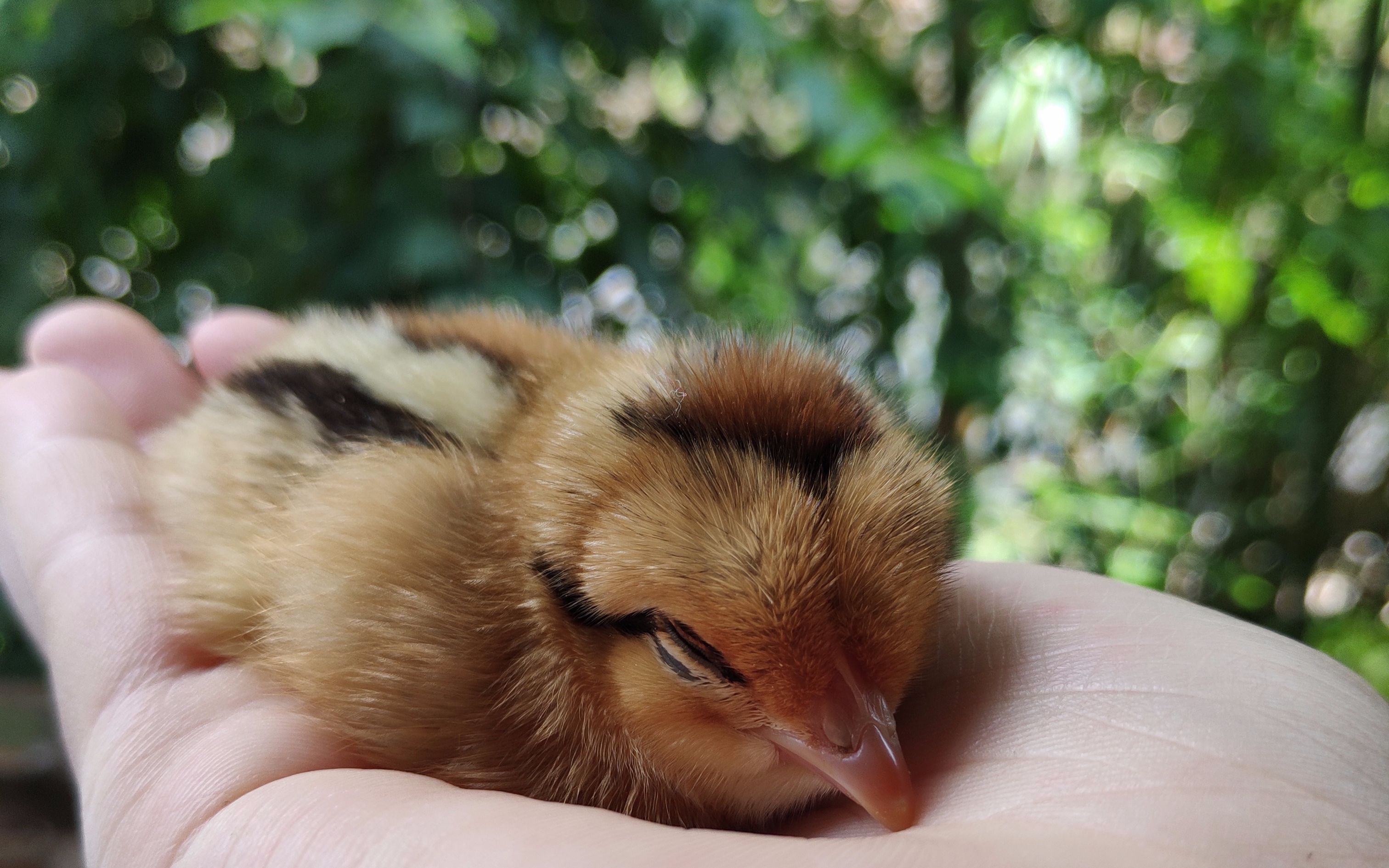 逐逐丨刚出生的小鸡崽除了睡觉什么也不想做丨日常