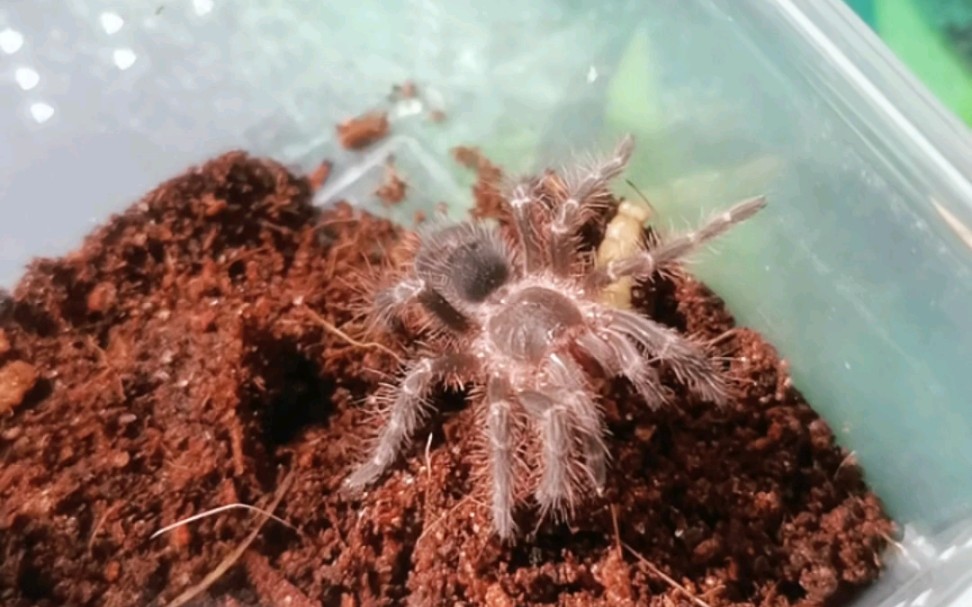 大学宿舍金直间苗子喂食