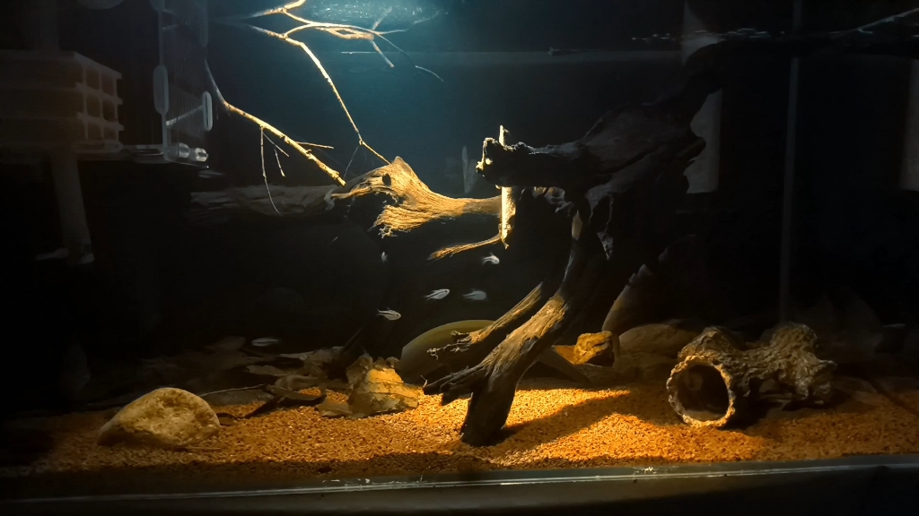 简单南美缸造景