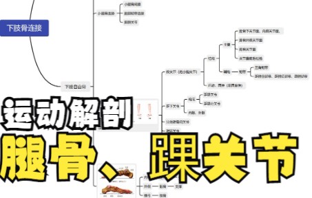 运动解剖基础课(1)运动系统 小腿骨 足骨的连接哔哩哔哩bilibili