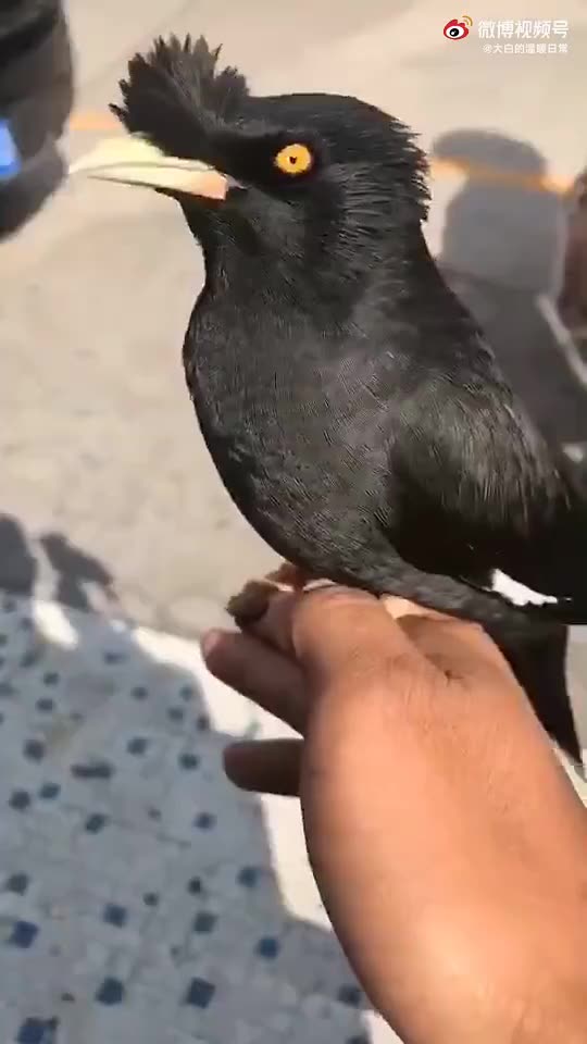 出口成章的小乌鸦惊呆路人笑cry笑cry