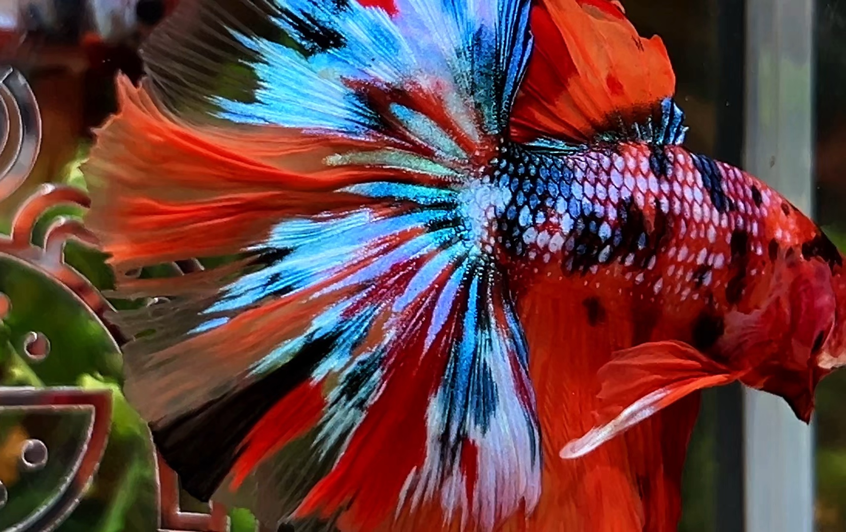 养一条花火鱼是怎样的体验【泰国斗鱼】【半月斗鱼】