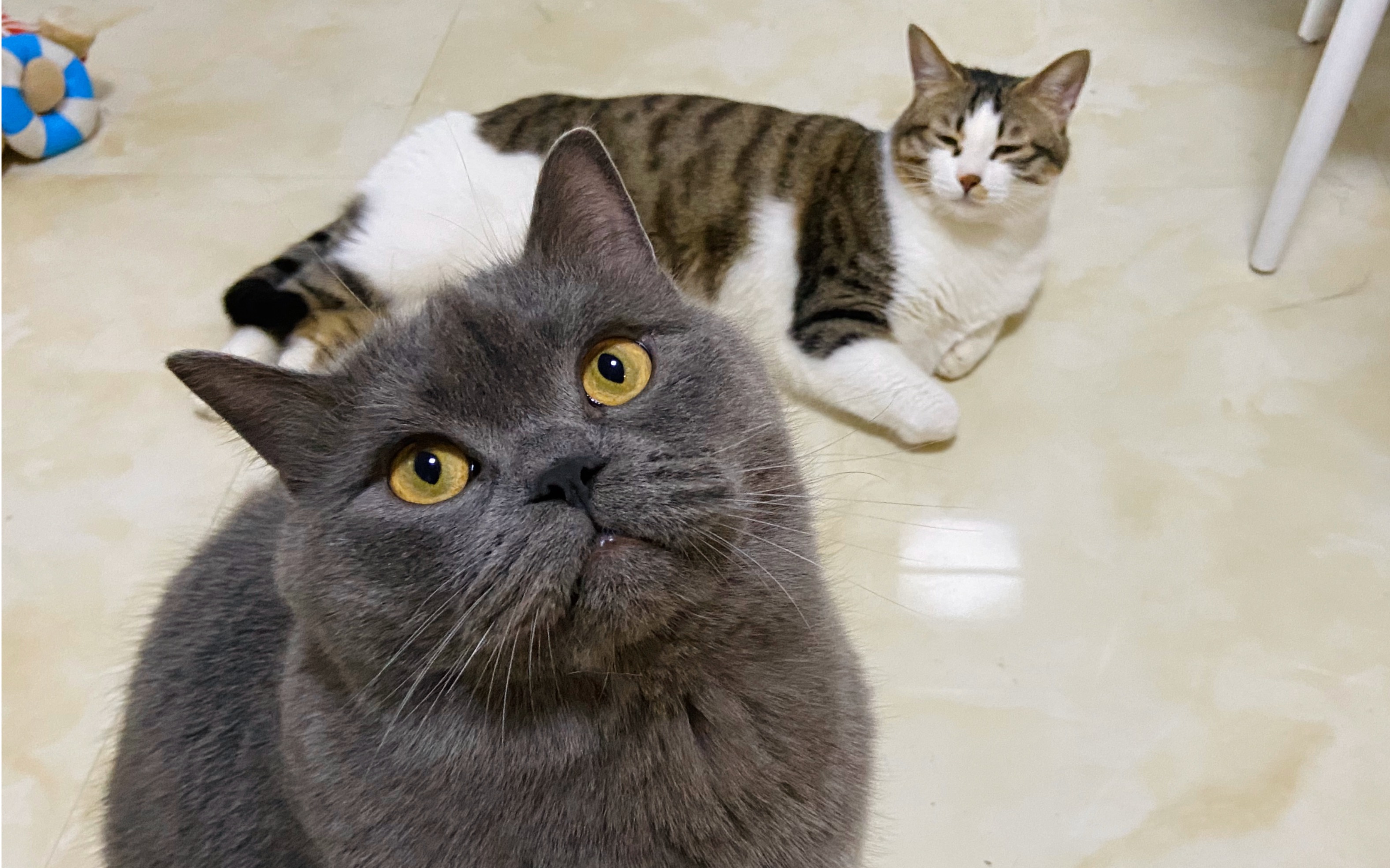 【狸花猫】小野猫佛系围观小老弟玩吸管