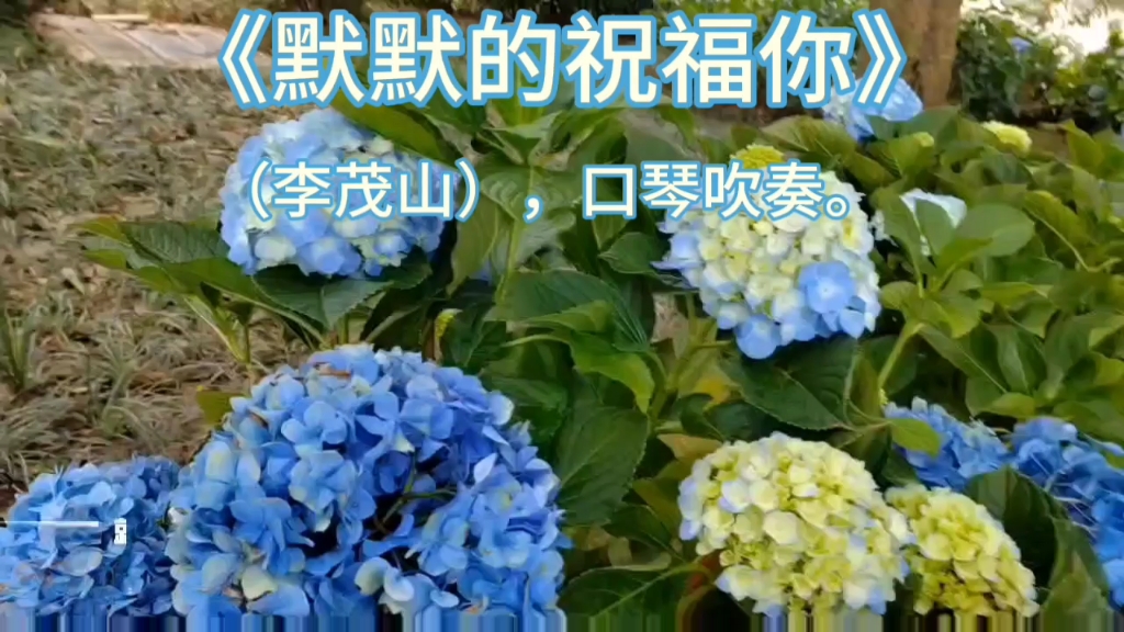 《默默的祝福》口琴吹奏.