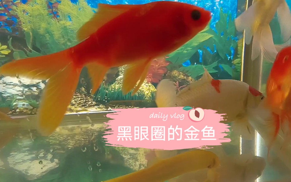 黑眼圈的小金鱼