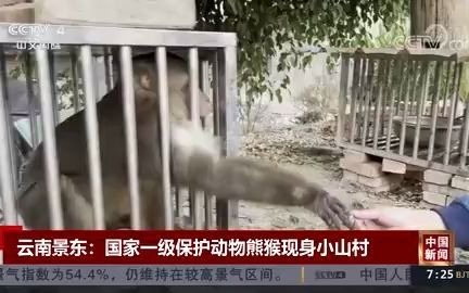 云南小山村发现国家一级保护动物熊猴哔哩哔哩bilibili