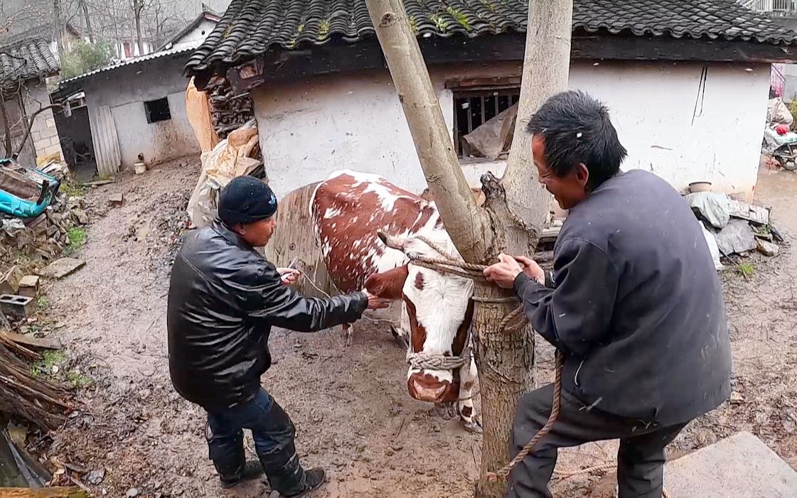 虎子家的牛生病了,大雪天獸醫給打針,這牛太調皮了,哈哈_嗶哩嗶哩 (゜