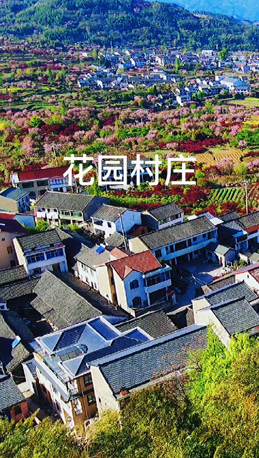 [图]山脊上的山村 花海中的山村