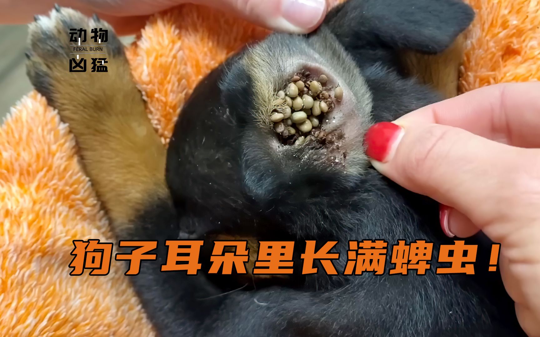 狗子耳朵里的大量蜱虫!