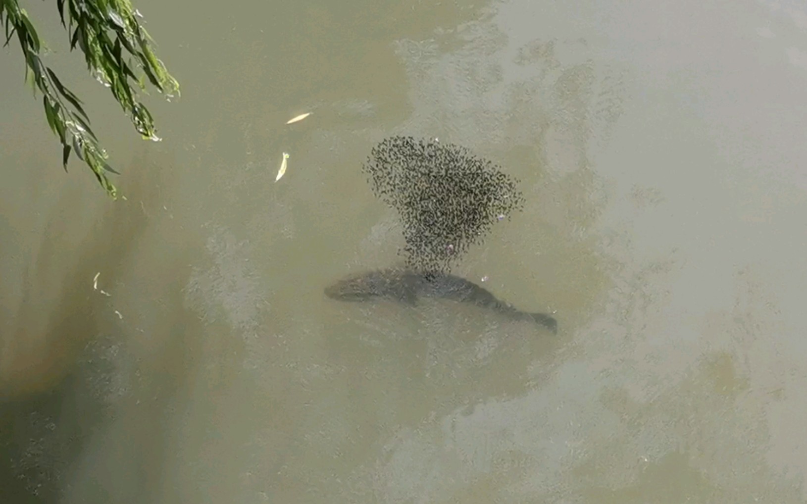 在学校偶遇黑鱼护崽场面不如我们