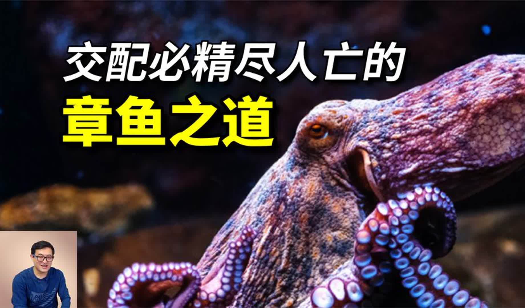 章鱼的超短寿命,到底换来了什么?