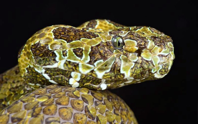 中国小青龙莽山烙铁头的杀伤力有多强