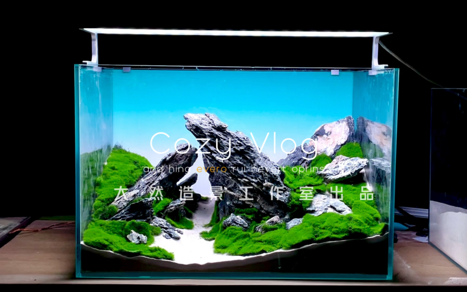 水草缸骨架造景案例分享60缸