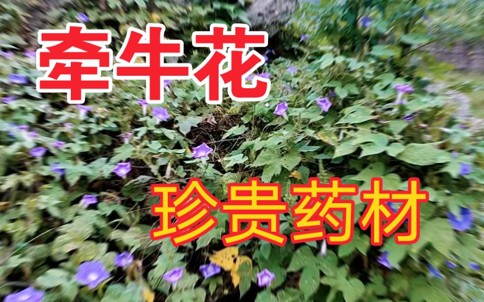 农村不起眼的牵牛花,竟是珍贵药材?它究竟有什么作用?哔哩哔哩bilibili