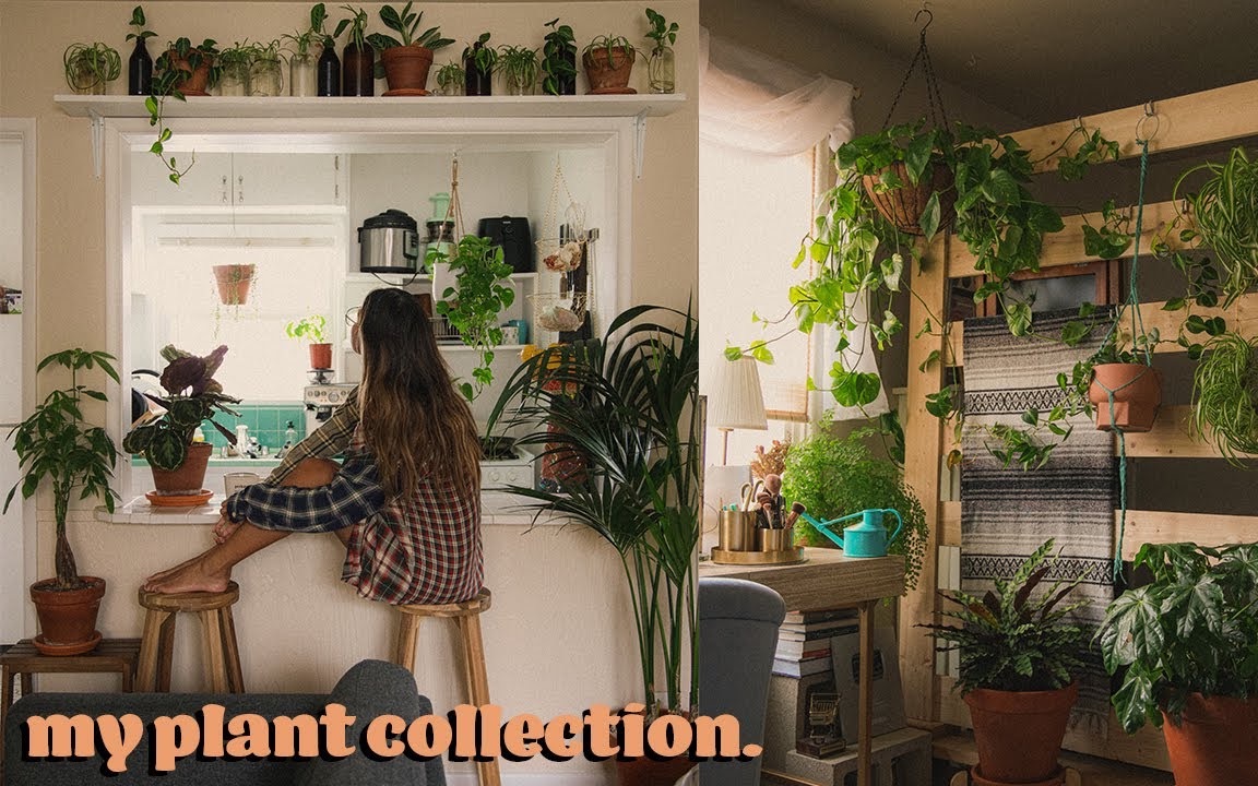 【audrie storme】带你参观我家的绿植|plant tour / my houseplant