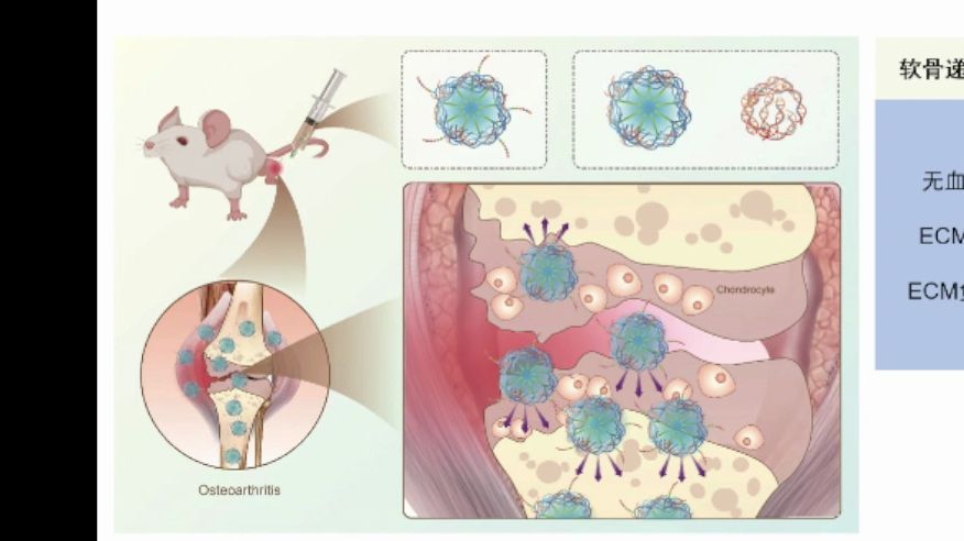 7基于新型阳离子聚合物构建软骨靶向纳米载体递送生物合成物合成小RNA治疗小鼠骨关节炎哔哩哔哩bilibili
